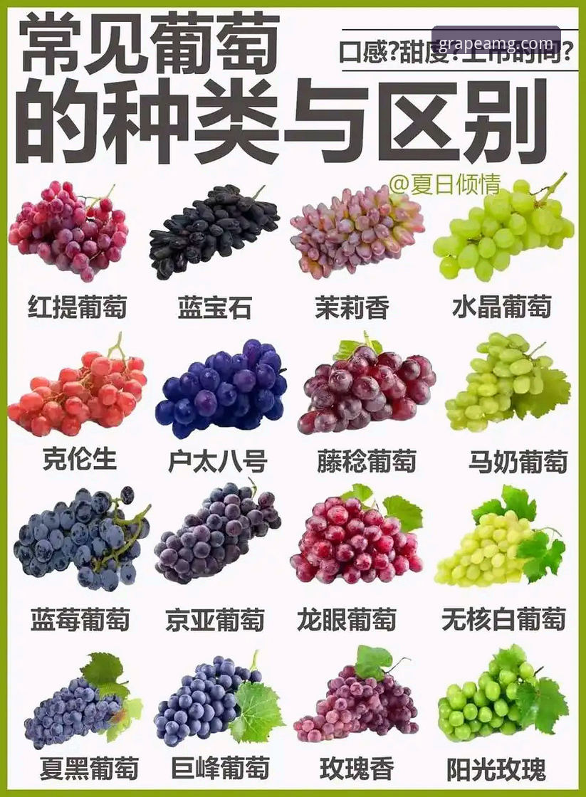 新葡萄8883快速访问功能详解 新葡萄8883快速访问功能详解:4种官方通道的优劣对比